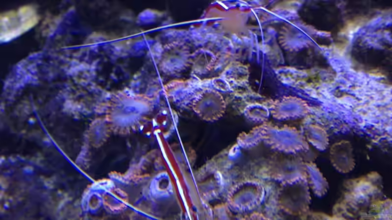 Besatz im Aquarium Little Sea von MW Luca (52)