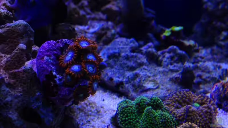 Besatz im Aquarium Little Sea von MW Luca (53)