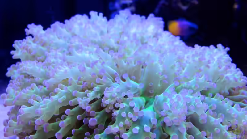 Besatz im Aquarium Little Sea von MW Luca (54)