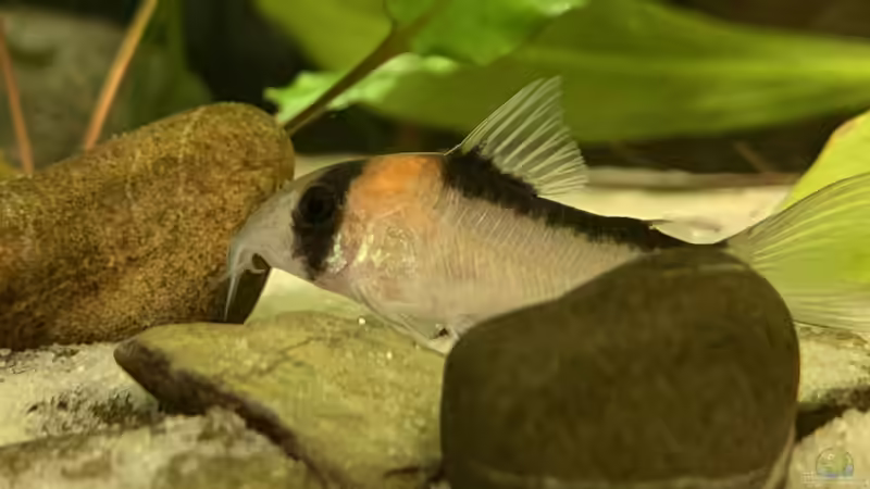 Besatz im Aquarium little Southamerica Tank von Fäbi_CH (7)