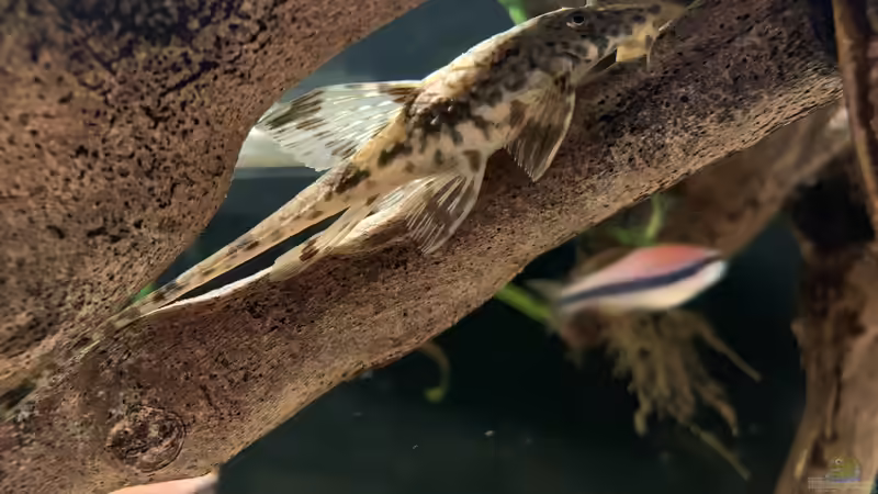 Besatz im Aquarium little Southamerica Tank von Fäbi_CH (9)