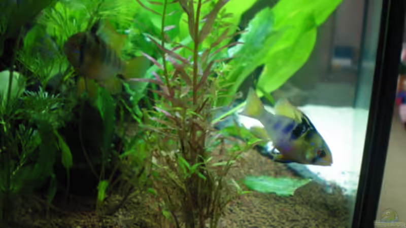 Besatz im Aquarium Little Südamerika von Thomas Ahrens (13)