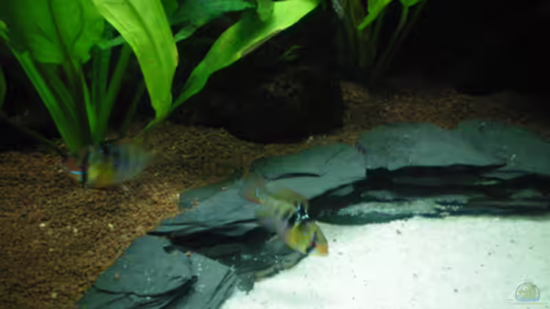 Besatz im Aquarium Little Südamerika von Thomas Ahrens (16)