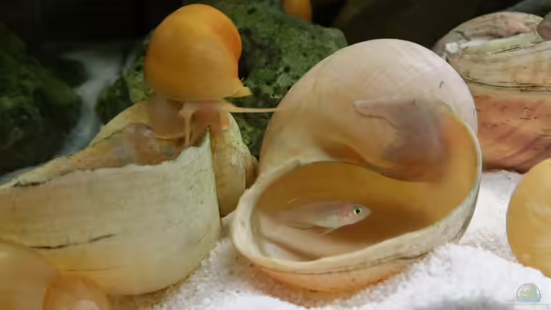 Besatz im Aquarium Live and let die von Dukes Aquaristikexperimente (12)