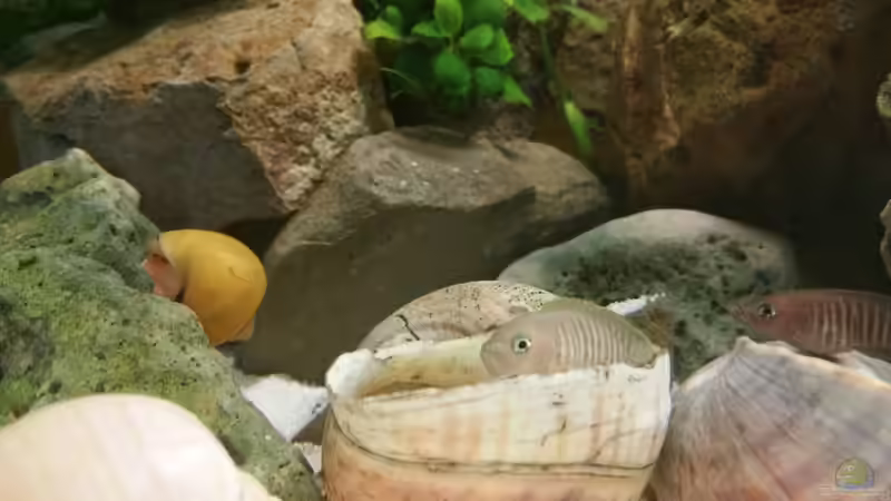 Besatz im Aquarium Live and let die von Dukes Aquaristikexperimente (16)