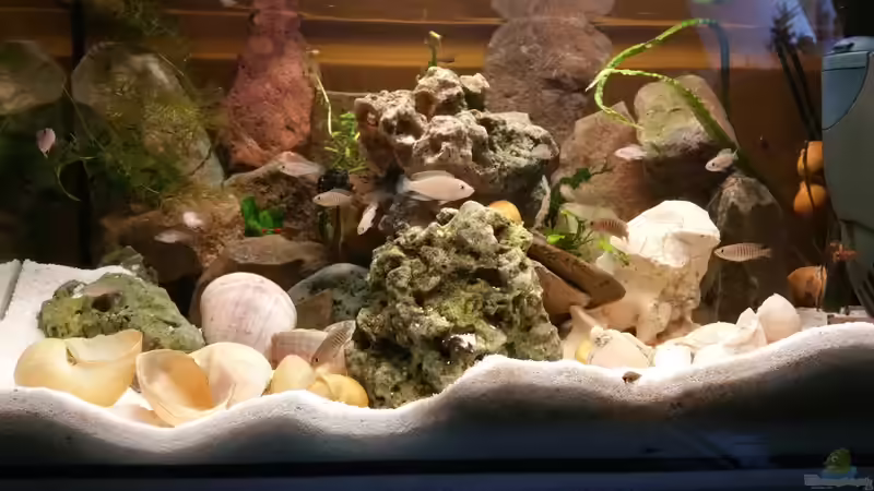 Besatz im Aquarium Live and let die von Dukes Aquaristikexperimente (18)