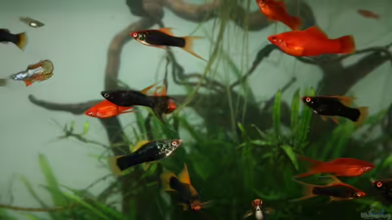 Besatz im Aquarium Livebaerer World von Zahnkarpfen- Fee (15)