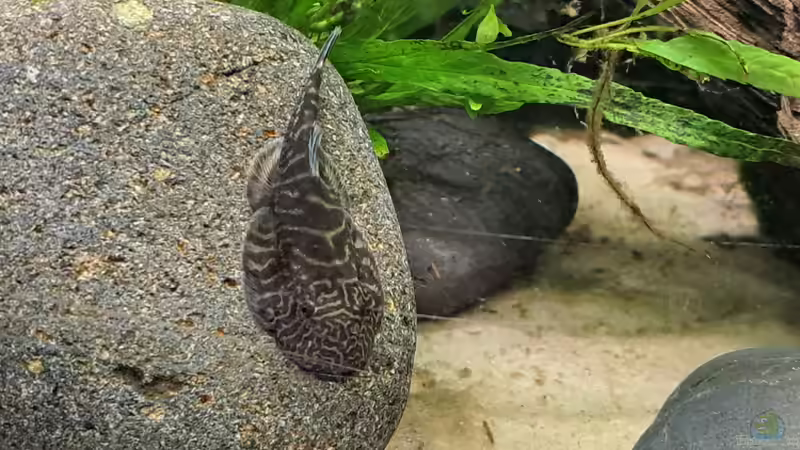 Besatz im Aquarium Loaches again von okefenokee (18)