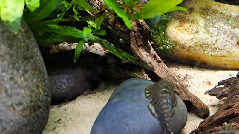 Besatz im Aquarium Loaches again von okefenokee (21)