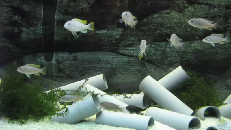 Besatz im Aquarium Low-Budget bzw. nem geschenkten Barsch... von Strontium (2)