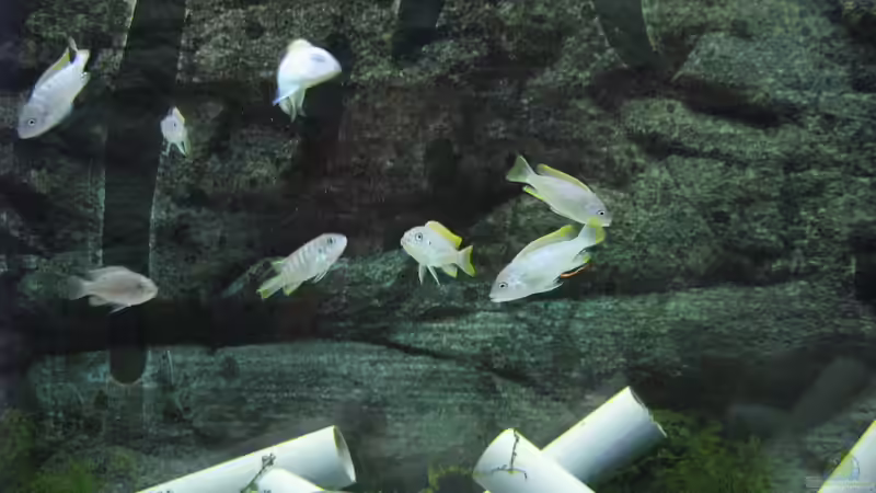 Besatz im Aquarium Low-Budget bzw. nem geschenkten Barsch... von Strontium (4)