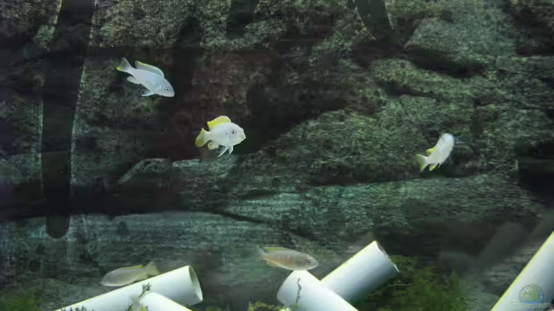 Besatz im Aquarium Low-Budget bzw. nem geschenkten Barsch... von Strontium (5)