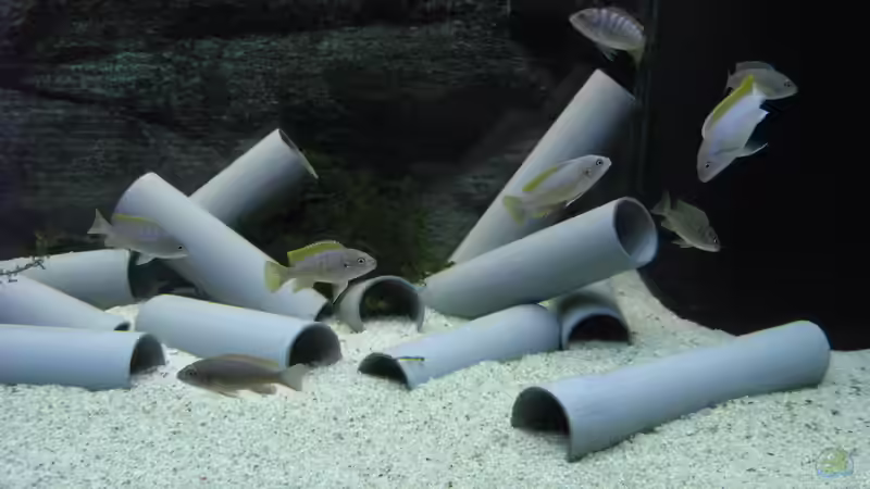 Besatz im Aquarium Low-Budget bzw. nem geschenkten Barsch... von Strontium (6)
