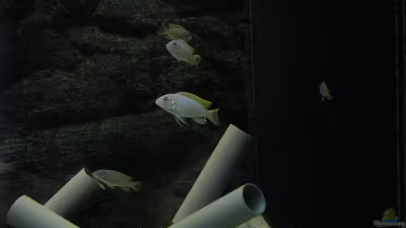 Besatz im Aquarium Low-Budget bzw. nem geschenkten Barsch... von Strontium (7)