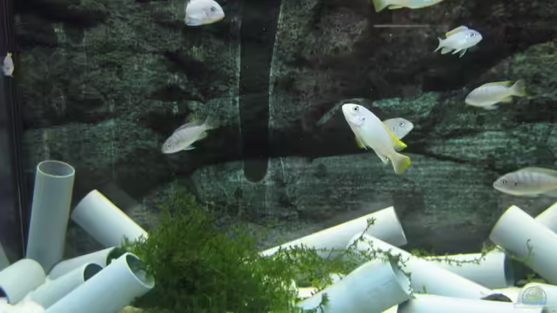 Besatz im Aquarium Low-Budget bzw. nem geschenkten Barsch... von Strontium (8)