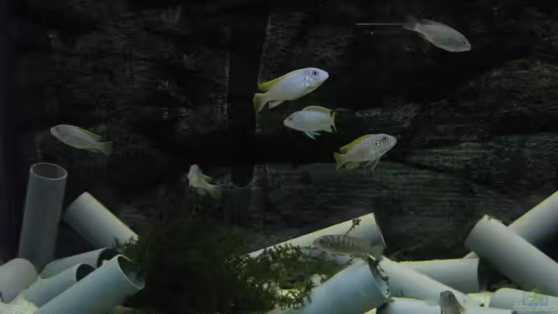 Besatz im Aquarium Low-Budget bzw. nem geschenkten Barsch... von Strontium (9)