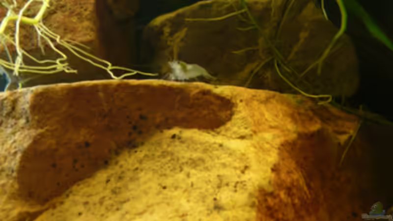Besatz im Aquarium M. r.+A. sp.r.F. von Cichlid Power (17)