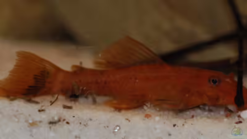 Besatz im Aquarium M. r.+A. sp.r.F. von Cichlid Power (21)