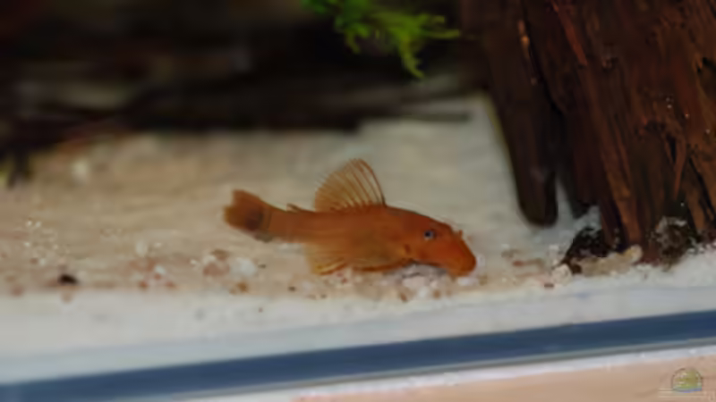 Besatz im Aquarium M. r.+A. sp.r.F. von Cichlid Power (22)