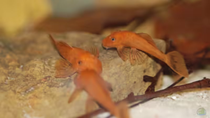 Besatz im Aquarium M. r.+A. sp.r.F. von Cichlid Power (25)