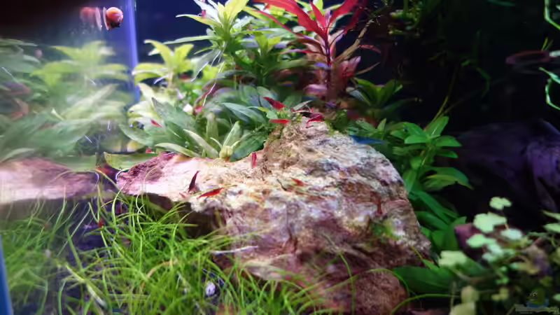 Besatz im Aquarium Magic Aquascaping von Dario (12)