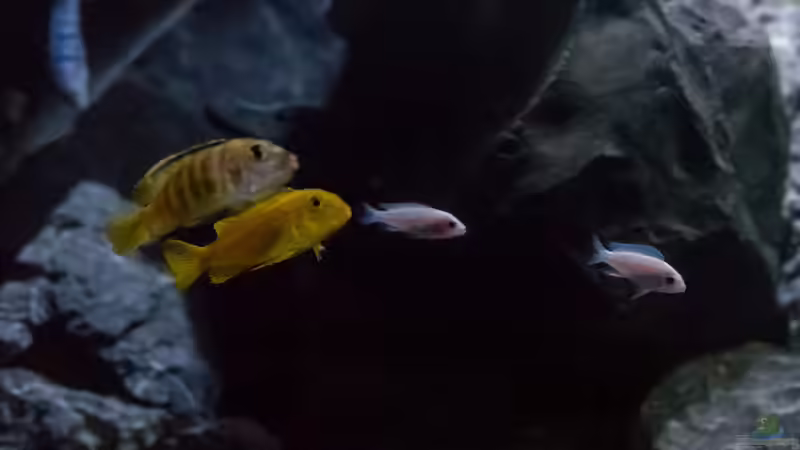 Besatz im Aquarium Malawi  / Ostafrika von 77Markus (13)