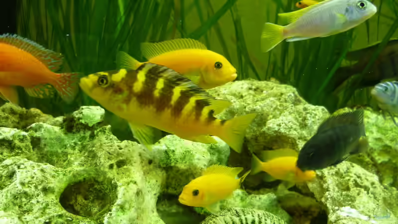 Besatz im Aquarium Malawi - Gesellschaftsbecken von Jockel (11)