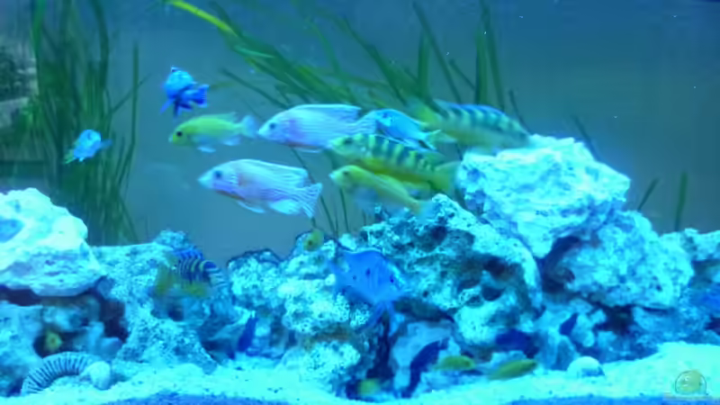 Besatz im Aquarium Malawi - Gesellschaftsbecken von Jockel (13)