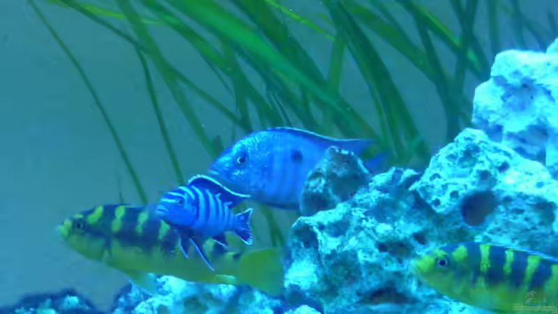 Besatz im Aquarium Malawi - Gesellschaftsbecken von Jockel (15)
