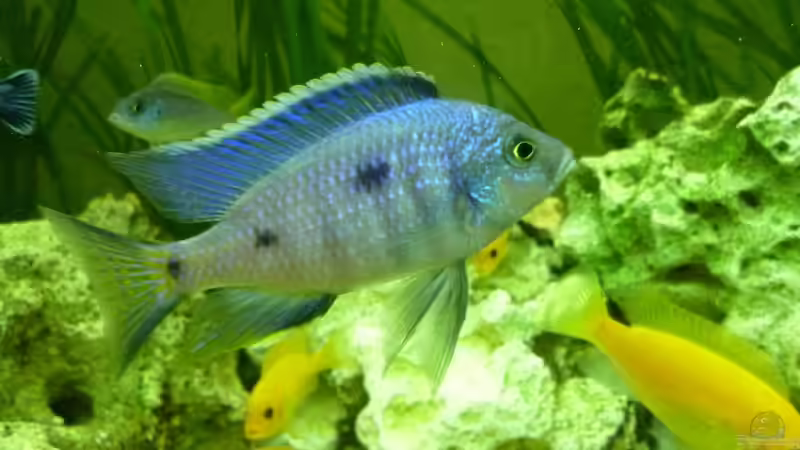 Besatz im Aquarium Malawi - Gesellschaftsbecken von Jockel (4)