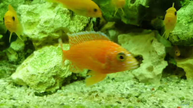 Besatz im Aquarium Malawi - Gesellschaftsbecken von Jockel (6)