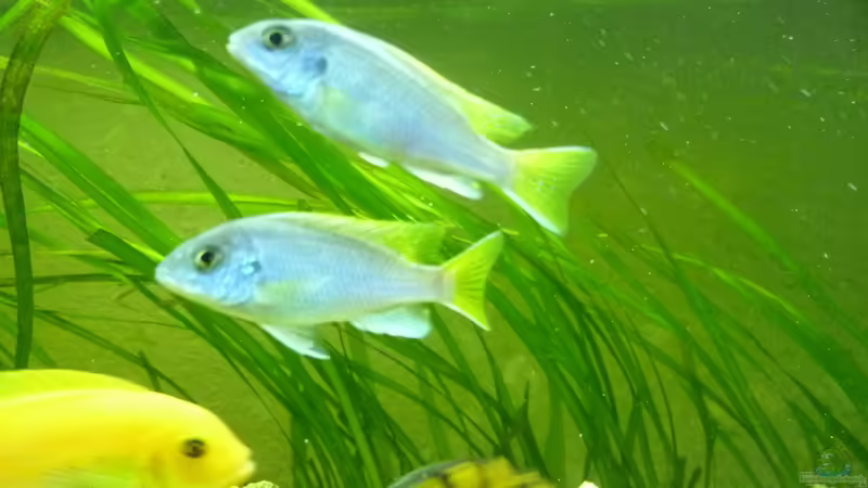 Besatz im Aquarium Malawi - Gesellschaftsbecken von Jockel (7)