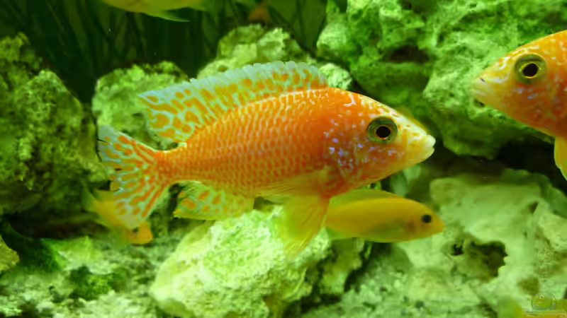 Besatz im Aquarium Malawi - Gesellschaftsbecken von Jockel (8)