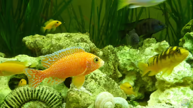 Besatz im Aquarium Malawi - Gesellschaftsbecken von Jockel (9)