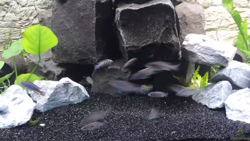 Besatz im Aquarium Malawi - Showbecken von TimBo1781 (13)