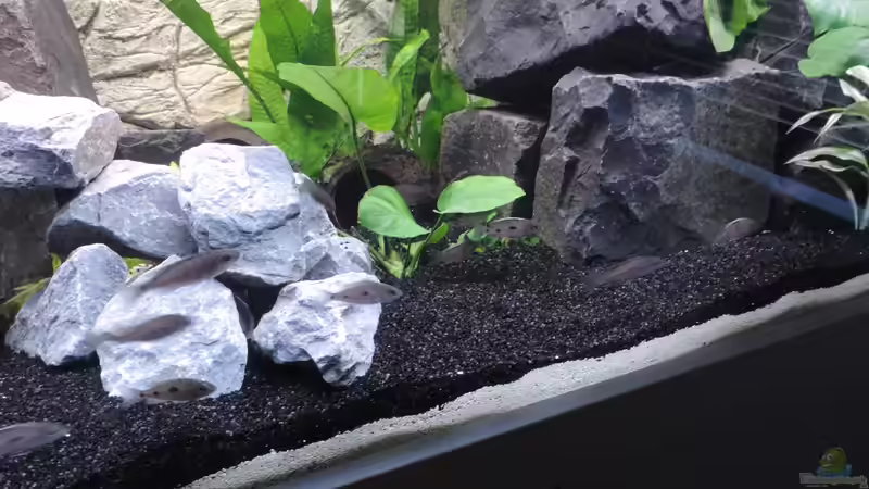 Besatz im Aquarium Malawi - Showbecken von TimBo1781 (15)