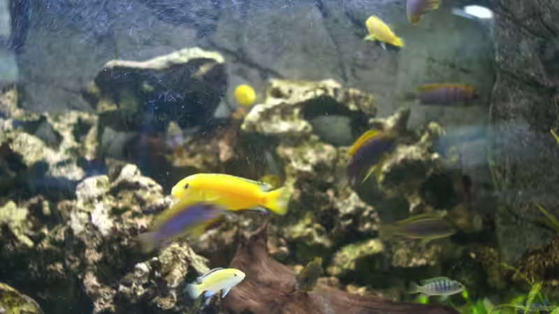 Besatz im Aquarium Malawi ( Nicht mehr in Betrieb) von AquaAndy (4)