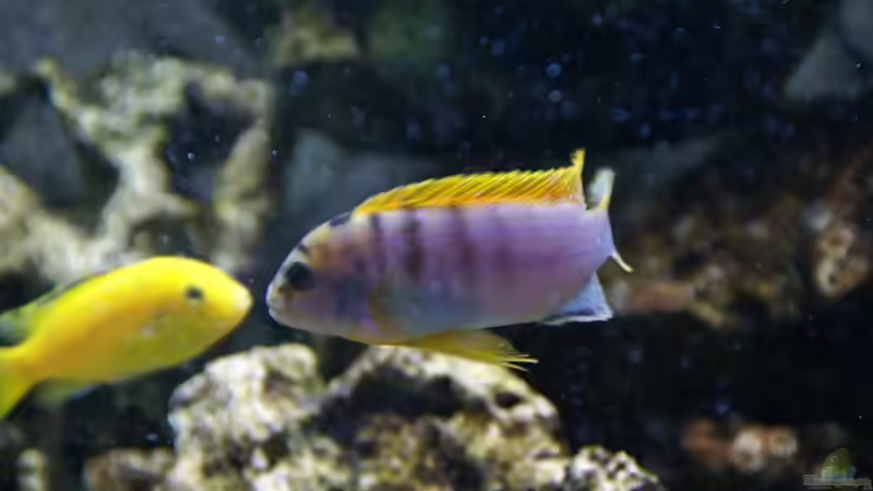 Besatz im Aquarium Malawi ( Nicht mehr in Betrieb) von AquaAndy (7)