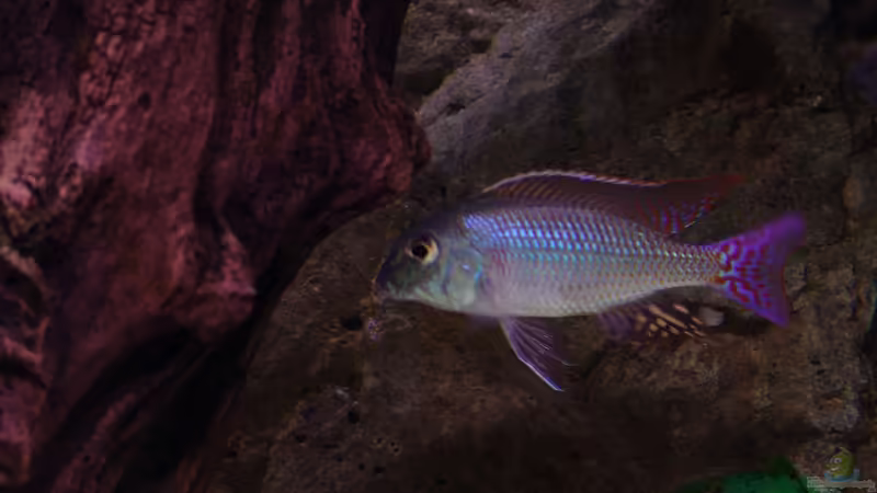 Besatz im Aquarium Malawi 1 von Spaceace (16)