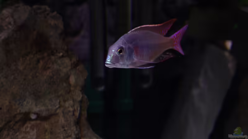 Besatz im Aquarium Malawi 1 von Spaceace (17)