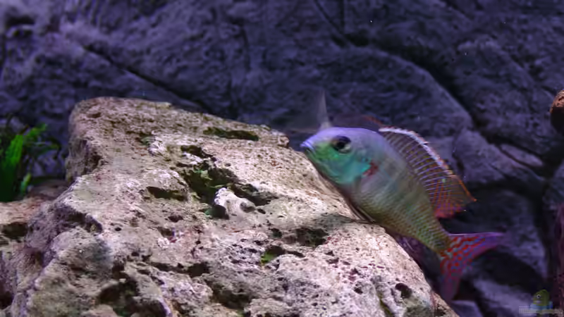 Besatz im Aquarium Malawi 1 von Spaceace (18)