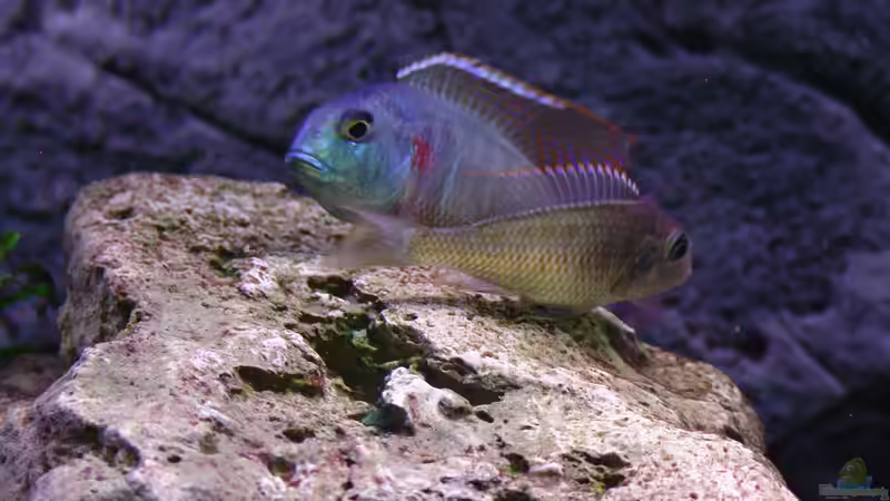 Besatz im Aquarium Malawi 1 von Spaceace (20)