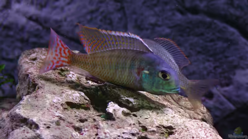 Besatz im Aquarium Malawi 1 von Spaceace (21)