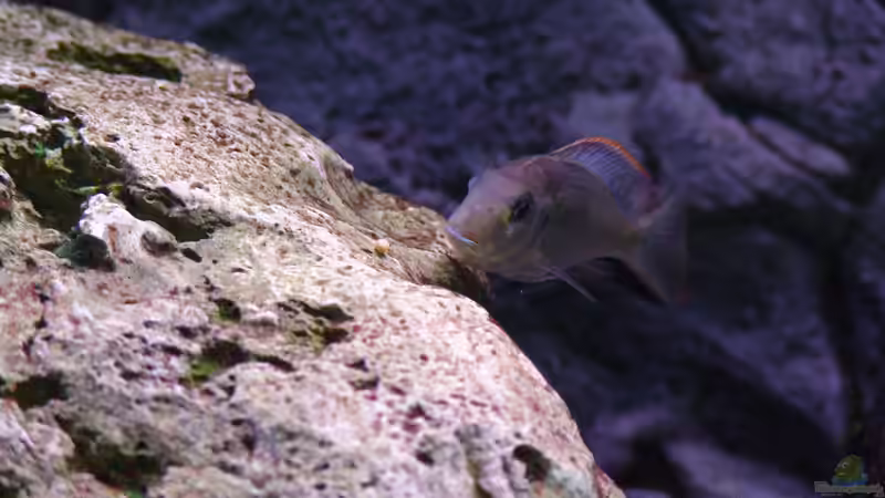 Besatz im Aquarium Malawi 1 von Spaceace (22)