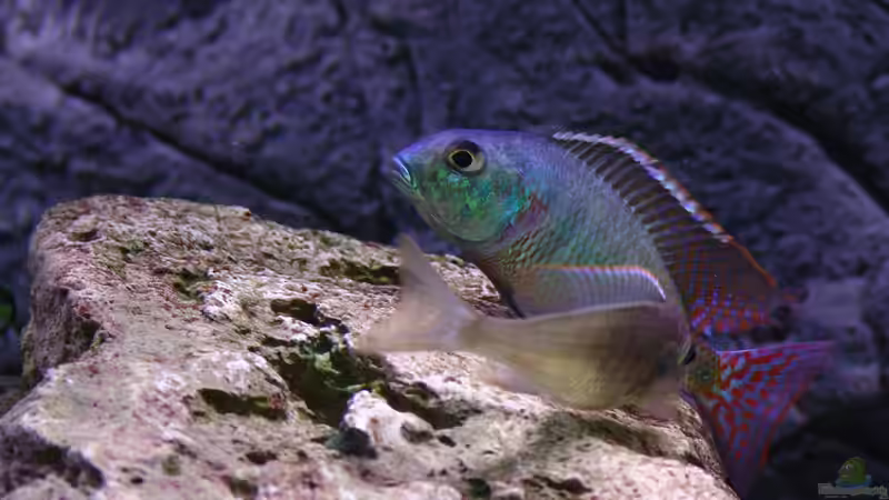 Besatz im Aquarium Malawi 1 von Spaceace (23)