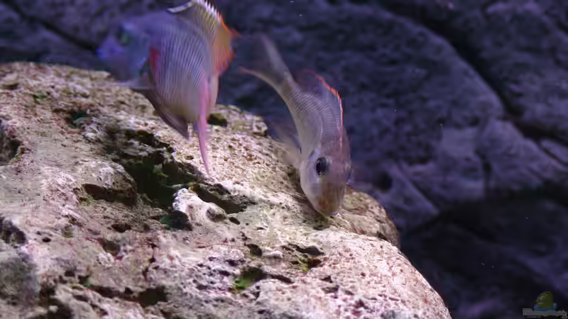 Besatz im Aquarium Malawi 1 von Spaceace (24)