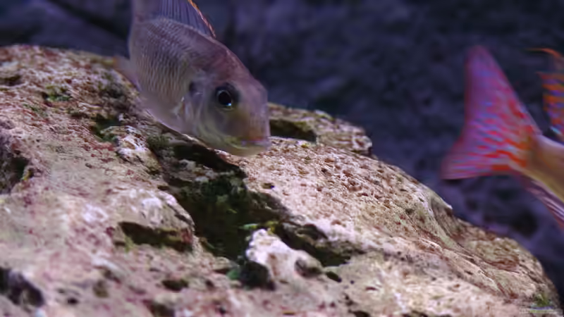 Besatz im Aquarium Malawi 1 von Spaceace (27)