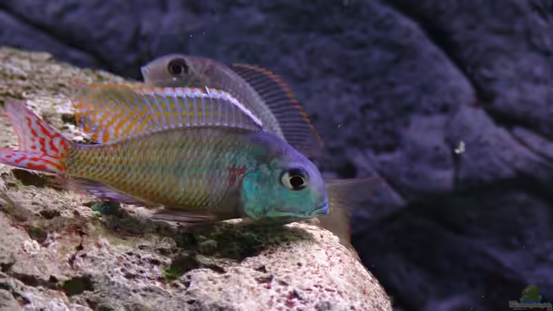 Besatz im Aquarium Malawi 1 von Spaceace (29)