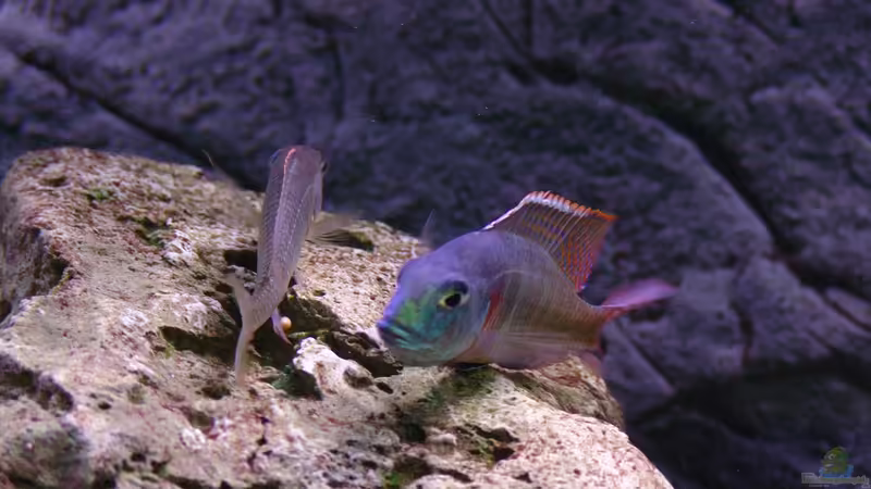 Besatz im Aquarium Malawi 1 von Spaceace (31)