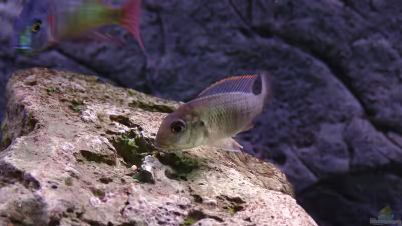 Besatz im Aquarium Malawi 1 von Spaceace (32)